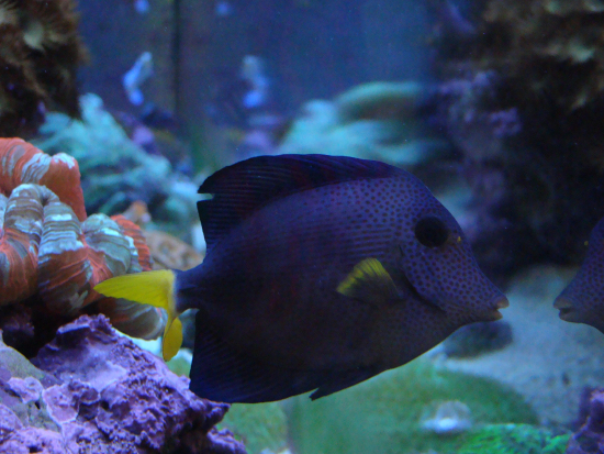  Zebrasoma xanthurum (Yellowtail Tang, Purple Tang)